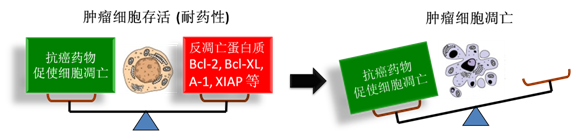 图 1：肿瘤细胞通过反凋零蛋白产生耐药性，对反凋零蛋白的抑制将改变平衡，消除肿瘤耐药性。