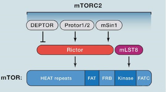 mTORC2的组成蛋白主要有Rictor、mSin1、mSLT8和Protor等