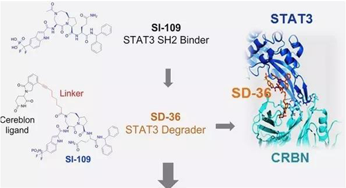 结构优化得到的SH2结合分子SI-109与CRBN结合，得到SD-36