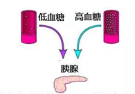 调节血糖稳态，GK负重前行