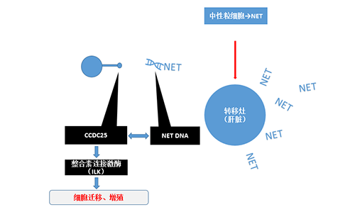 除了单纯的捕获，NET DNA与CCDC-25的结合还增强了癌细胞的侵袭行为，促进了癌症的肝转移。
