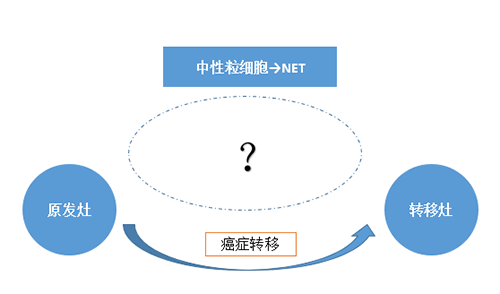 NET可能会通过某些方式“捕获”或“唤醒”癌细胞，从而造成癌细胞的迁移。