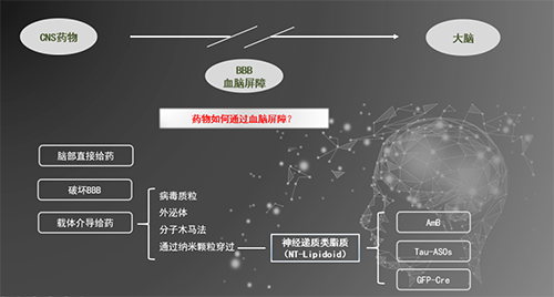 人工合成NT类脂质开放血脑屏障，为CNS药物打开新局面