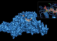 Science重磅！一种“分子剪刀”如何成为COVID-19药物的重要靶标？