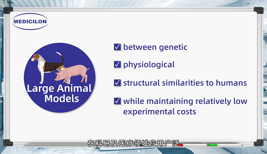 大型动物模型： 各种疾病研究的必要工具