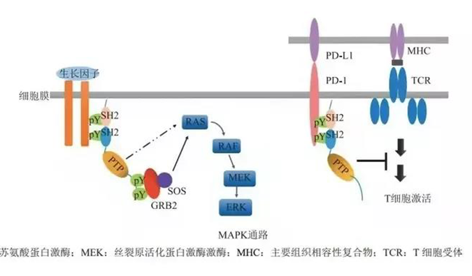 晚期恶性肿瘤患者的福音，SHP2变构抑制剂RG001片获批临床.png
