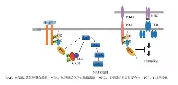 晚期恶性肿瘤患者的福音！J9九游会老哥俱乐部助力凌达生物SHP2变构抑制剂RG001片获批临床 