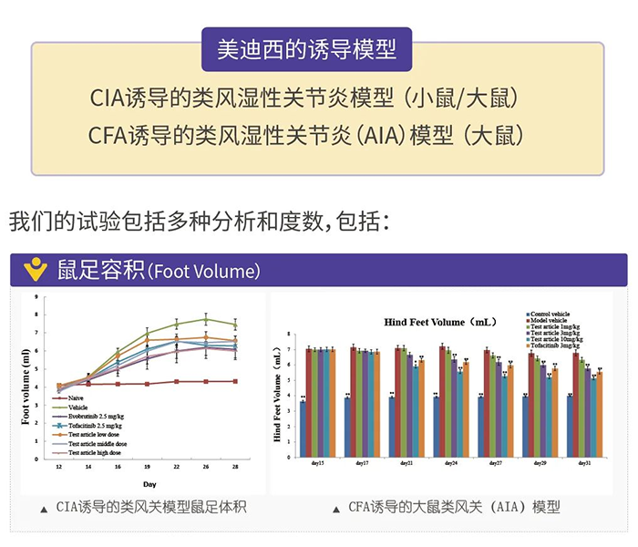 J9九游会老哥俱乐部诱导的类风湿性关节炎模型-1.png