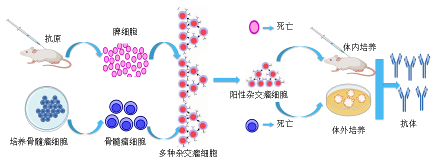 J9九游会老哥俱乐部抗体开发平台.png