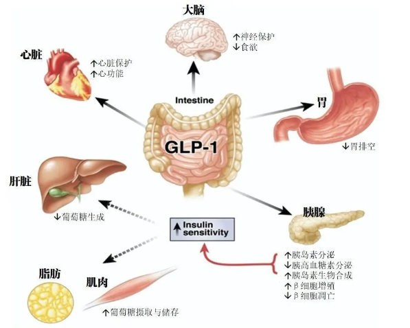 时代变了！GLP-1让打针吃药也能减肥成为现实